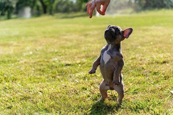The female hand gives the french bulldog puppy food. The dog stands on its hind legs.