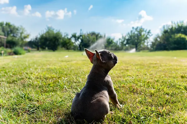 French bulldog puppy sit on a green lawn in the backyard. View from the back. The dog looks up.