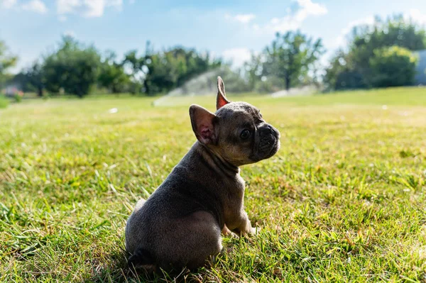French bulldog puppy sit on a green lawn in the backyard. View from the back.The dog turns its head.