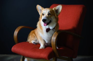 Pozitif bir Corgi köpeği kırmızı bir sandalyede oturur. Köpek kırmızı bir papyon takıyor..