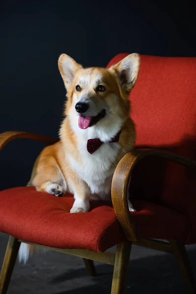 A positive corgi dog sits on a red chair. The dog is wearing a red bow tie.