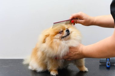 Profesyonel tımarcının yakın çekimi küçük Pomeranian tükürüğünü tarıyor.