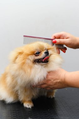 Profesyonel tımarcının yakın çekimi küçük Pomeranian tükürüğünü tarıyor.