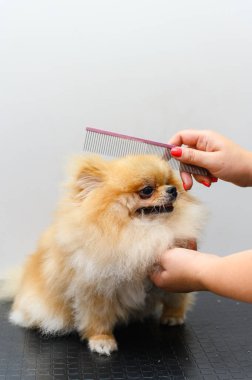 Profesyonel tımarcının yakın çekimi küçük Pomeranian tükürüğünü tarıyor.