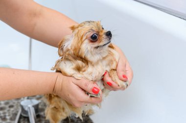 Kuaförde saç kesiminden önce köpekleri duş alıyor..