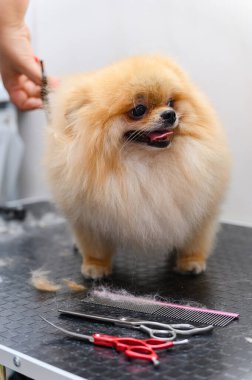 Köpekleri tımar eden Spitz Pomeranya köpeği kulübede. Köpek için profesyonel bakım..