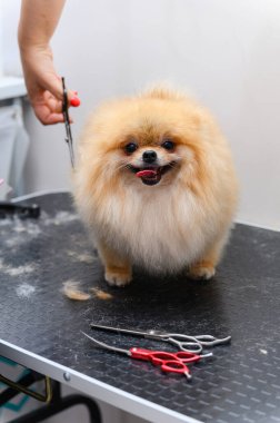 Köpekleri tımar eden Spitz Pomeranya köpeği kulübede. Köpek için profesyonel bakım..