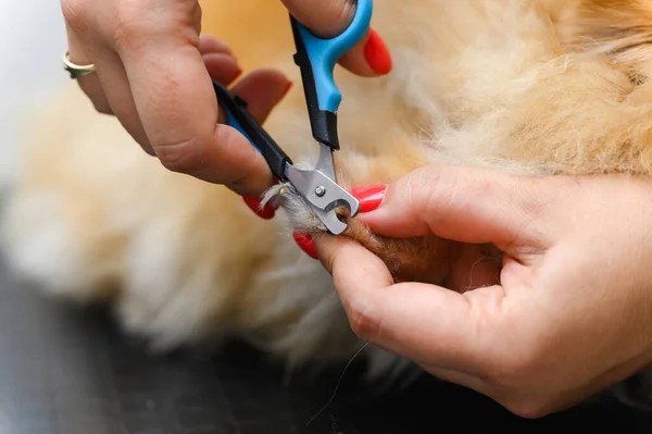 Cane Tagliato Con Artigli Nel Salone Dell Animale Domestico Primo — Foto Stock