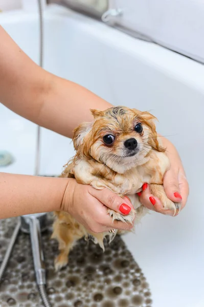 Spitz Cão Tomando Banho Antes Cortar Cabelo Salão Aliciamento — Fotografia de Stock