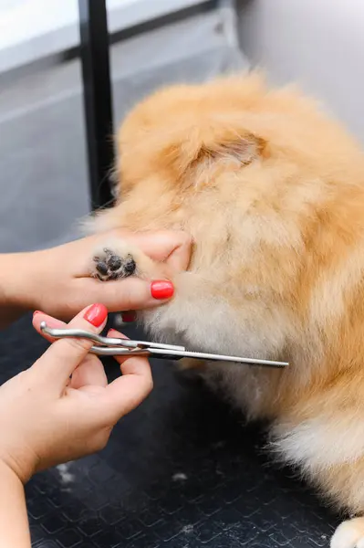 毛づくろい犬スピッツ ポメラニアが小屋に 犬の専門的なケア — ストック写真