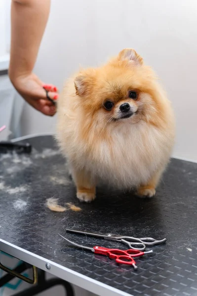 Grooming dogs Spitz Pomeranian in the cabin. Professional care for the dog.