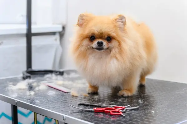 Spitz dog during a haircut in a pet salon.