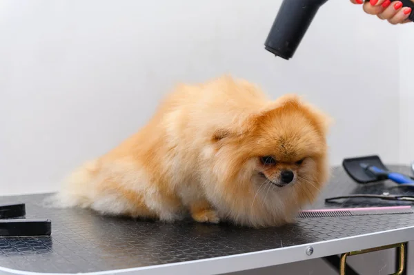 Groomer Trocknet Einen Spitz Hund Mit Einem Haartrockner Nach Einem — Stockfoto