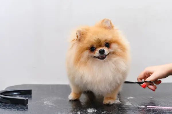Grooming dogs Spitz Pomeranian in the cabin. Professional care for the dog.