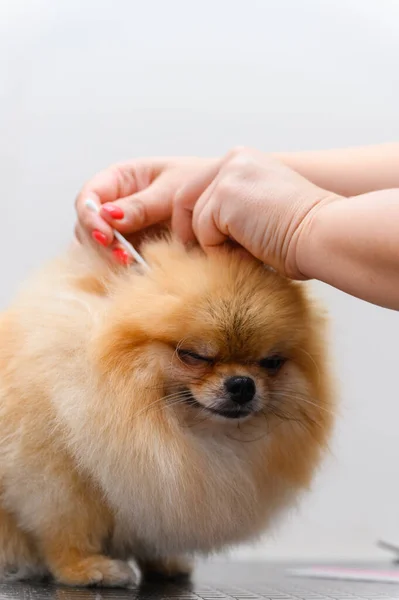A groomer cleans the ears of a spitz dog in a pet salon.