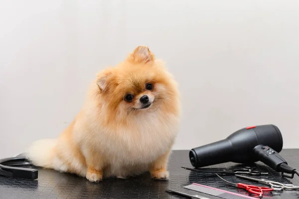 Spitz dog during a haircut in a pet salon.