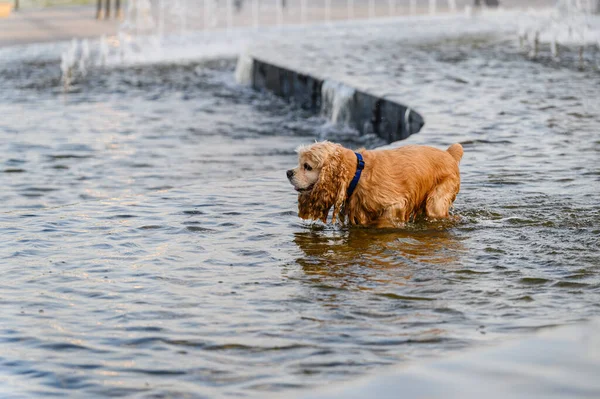 Cute Dog Having Bath City Fountain Hot Spring Day — Stock Photo, Image