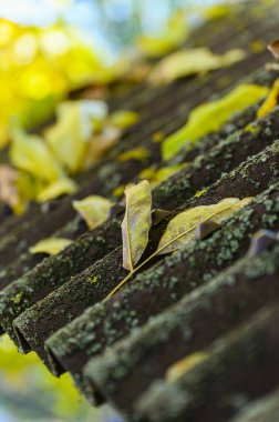 Yosun ve düşen yapraklarla kaplanmış eski bir çatı. Yakın plan..