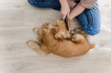 Genç bir kadın safkan cocker spaniel köpeğini tarıyor. Bir kadın bağdaş kurup yerde oturuyor. Yukarıdan görüntüle.