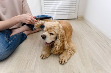 Genç bir kadın safkan cocker spaniel köpeğini tarıyor. Bir kadın bağdaş kurup yerde oturuyor. Bir köpeğin kulağını tarayan bir kadın.