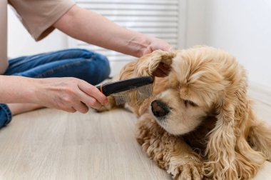Genç bir kadın safkan cocker spaniel köpeğini tarıyor. Tarağın yakın plan görüntüsü.
