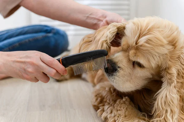 Genç bir kadın safkan cocker spaniel köpeğini tarıyor. Tarağın yakın plan görüntüsü.