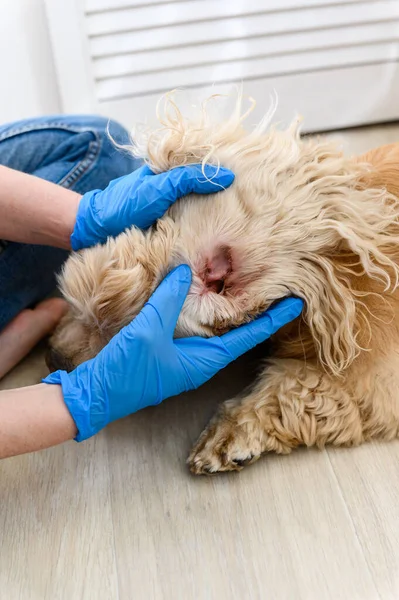 Veterinarian examines the ears of a sick purebred cocker spaniel dog.