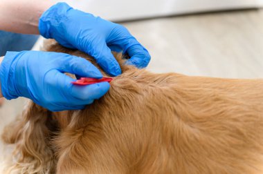 Bir kadın köpeğinin kürküne pire ve kene tedavisi uygular. Yukarıdan bak. Yakın plan..