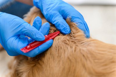 Bir kadın köpeğinin kürküne pire ve kene tedavisi uygular. Yukarıdan bak. Yakın plan..