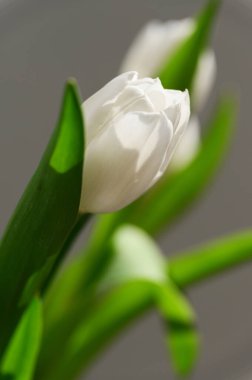 Bir demet güzel Paskalya bahar lalesinin yakın çekimi..