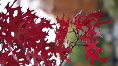 Kırmızı yapraklı kuzey kırmızı meşenin güzel dalları. Sonbahar doğal arka planı. Kırmızı yapraklar rüzgarda sallanıyor. Şehir parkında sonbahar. Dnipro Şehri, Ukrayna.