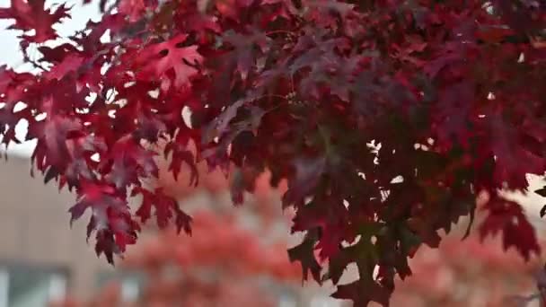 Όμορφα Κλαδιά Βόρειας Κόκκινης Βελανιδιάς Κόκκινα Φύλλα Φθινόπωρο Φυσικό Υπόβαθρο — Αρχείο Βίντεο