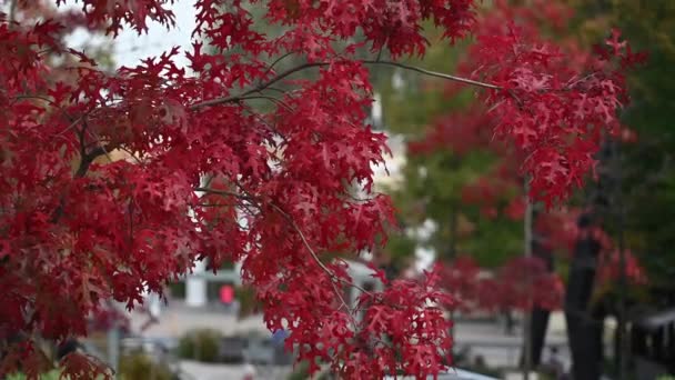 Красивые Ветви Северного Красного Дуба Красными Листьями Осенний Природный Фон Лицензионные Стоковые Видео