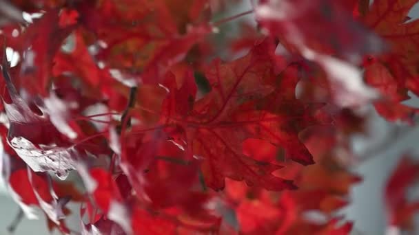 Schöne Zweige Der Nördlichen Roteiche Mit Roten Blättern Der Natürliche — Stockvideo
