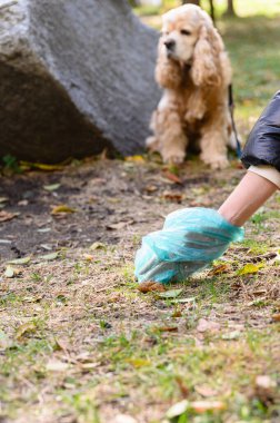 Female hand with dog shit in bag. Picking up dog poop. Dog in the background.