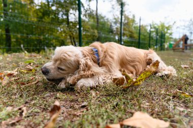 Amerikalı bir Cocker Spaniel yürürken bir sopa çiğniyor. Yakın plan..