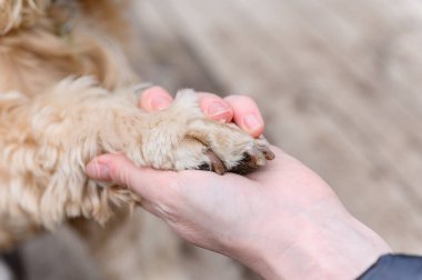 Amerikan Cocker Spaniel sahibine bir pençe veriyor. Bir kadının eli ve bir köpeğin pençesinin yakın çekimi..