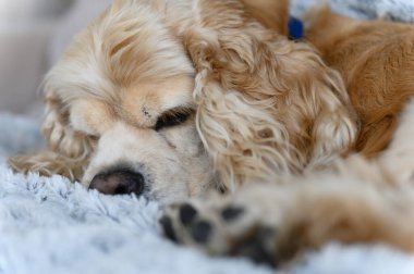 Amerikan cocker spaniel kapalı bir yerde battaniyenin üzerinde uyur. Yakın plan..