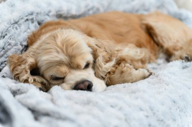 Amerikan cocker spaniel kapalı bir yerde battaniyenin üzerinde uyur. Yakın plan..