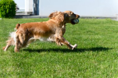 Kırmızı İngiliz spanyeli arka bahçede yeşil çimlerde koşar..