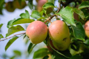 Meyve bahçesindeki yapraklı organik kırmızı olgun elmalar. Yakın plan..