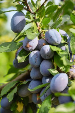 Olgun erikler meyve bahçesindeki yapraklarla bir dala tutunur. Yakın plan..