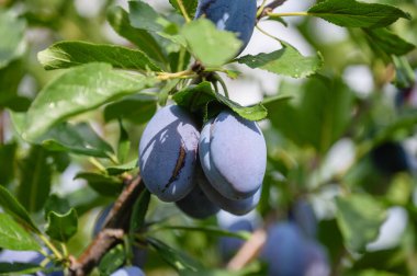 Olgun erikler meyve bahçesindeki yapraklarla bir dala tutunur. Yakın plan..