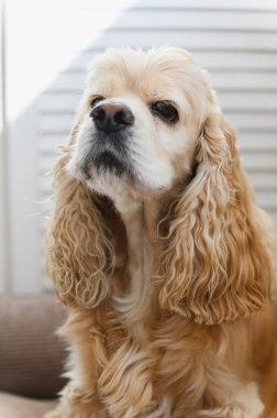 Hafif arka planda Amerikan Cocker Spaniel portresi. Yakın plan..