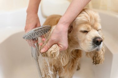 Kadın elleri banyoda köpek kulakları yıkıyor. Yakın plan. Bir tımarcı Amerikan Cocker Spaniel 'i küvette yıkıyor..