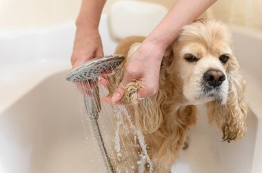 Kadın elleri banyoda köpek kulakları yıkıyor. Yakın plan. Bir tımarcı Amerikan Cocker Spaniel 'i küvette yıkıyor..
