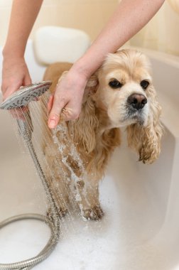 Kadın elleri banyoda köpek kulakları yıkıyor. Yakın plan. Bir tımarcı Amerikan Cocker Spaniel 'i küvette yıkıyor..