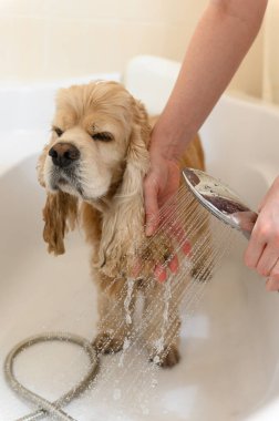 Kadın elleri banyoda köpek kulakları yıkıyor. Yakın plan. Bir tımarcı Amerikan Cocker Spaniel 'i küvette yıkıyor..