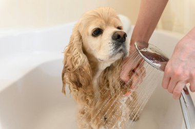 Kadın elleri banyoda köpek kulakları yıkıyor. Yakın plan. Bir tımarcı Amerikan Cocker Spaniel 'i küvette yıkıyor..