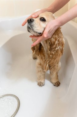 Amerikan Cocker Spaniel banyoda. Yürüyüşten sonra bir köpeği yıkamak. Kadın eli, bir köpeği küvette yıkar..